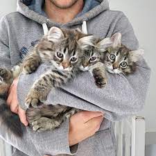 asiel kittens te koop