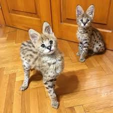 serval kitten te koop