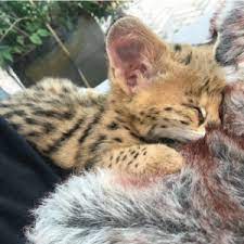 serval kittens te koop