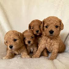 puppies te koop