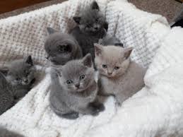 britse blauwe korthaar kittens te koop