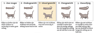 gezonde kat