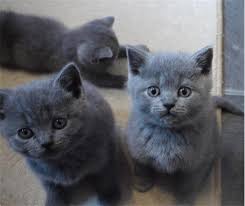 british shorthair kitten te koop