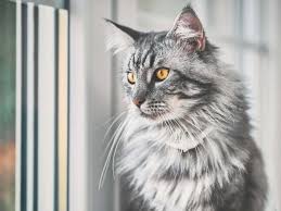 katten kleurencalculator maine coon