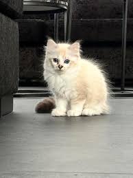 ragdoll kittens te koop marktplaats