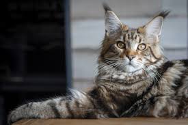 main coon