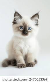 ragdoll kitten