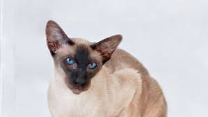 siamese