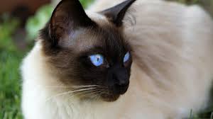 siamese kat