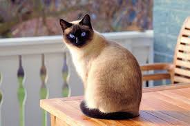 siamese katten