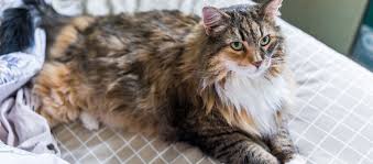 maine coon katten