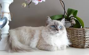 ragdoll kat