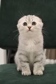 scottish folds